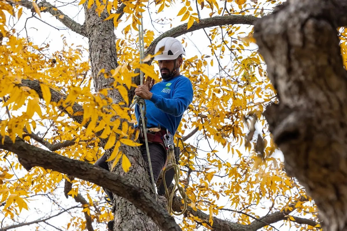 Skilled Tree Pruning crew working in Leeds