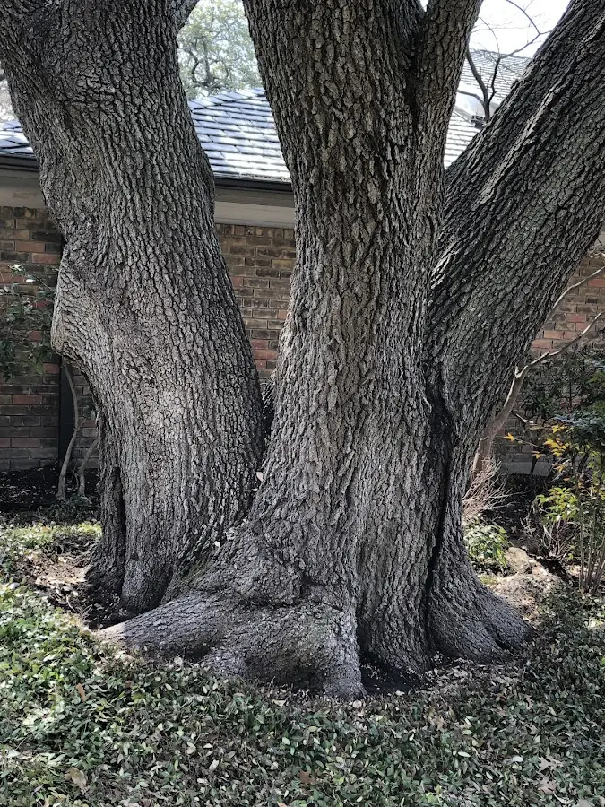 Mature heritage tree close to a Leeds property cared for by certified arborists